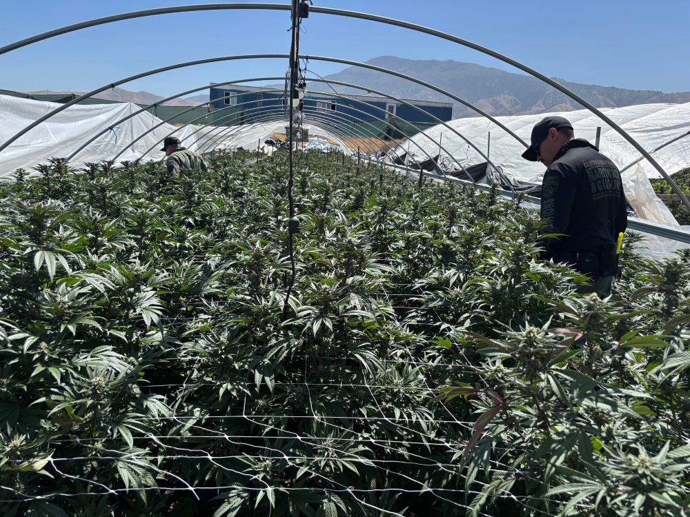 A CDFW officer observes and reports an illicit outdoor cultivation site in Kern County in May 2025